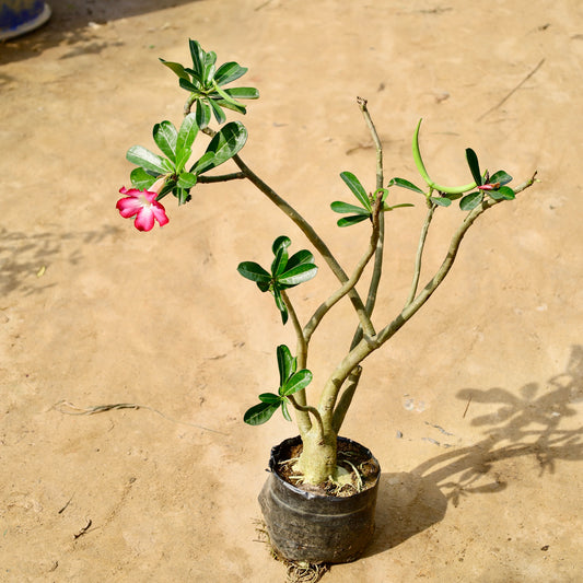 Adenium bonsai 6-7 Years old (2 ft ) | 10 inch nursery bag