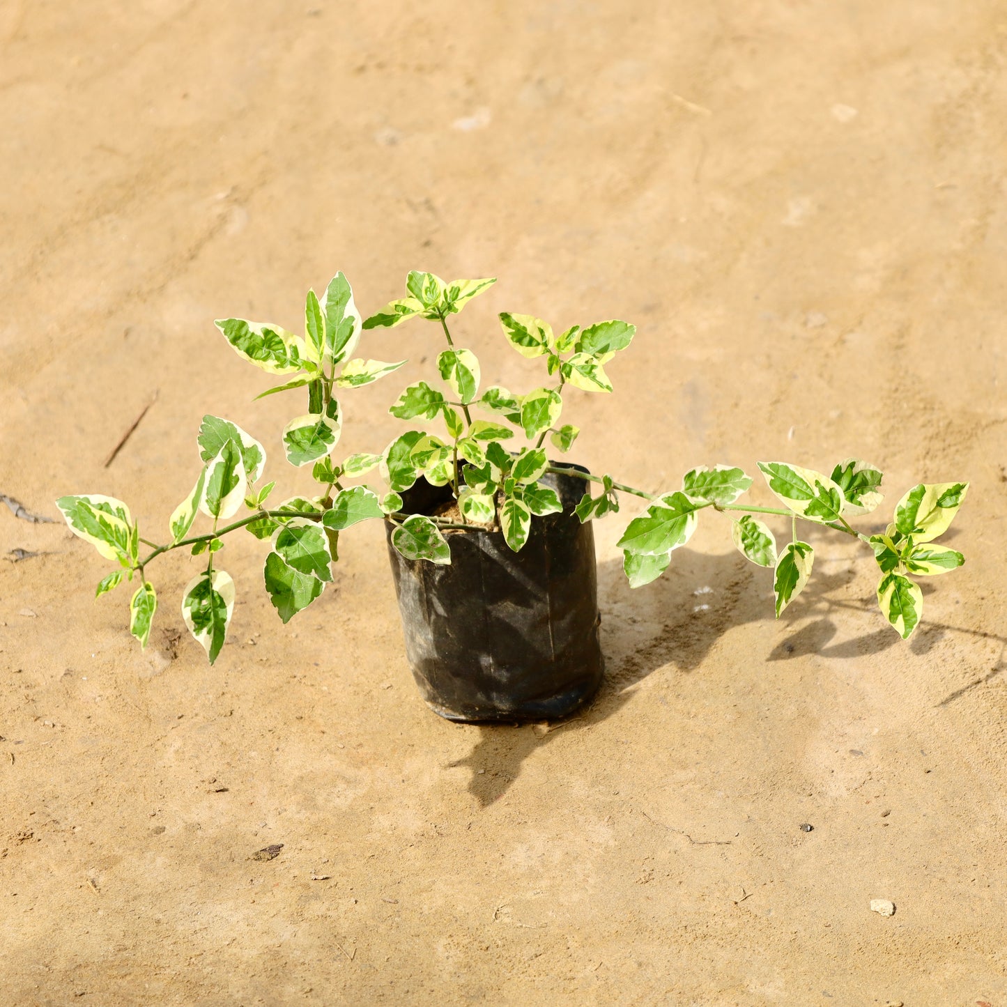 Chinese violet | 4 inch nursery bag