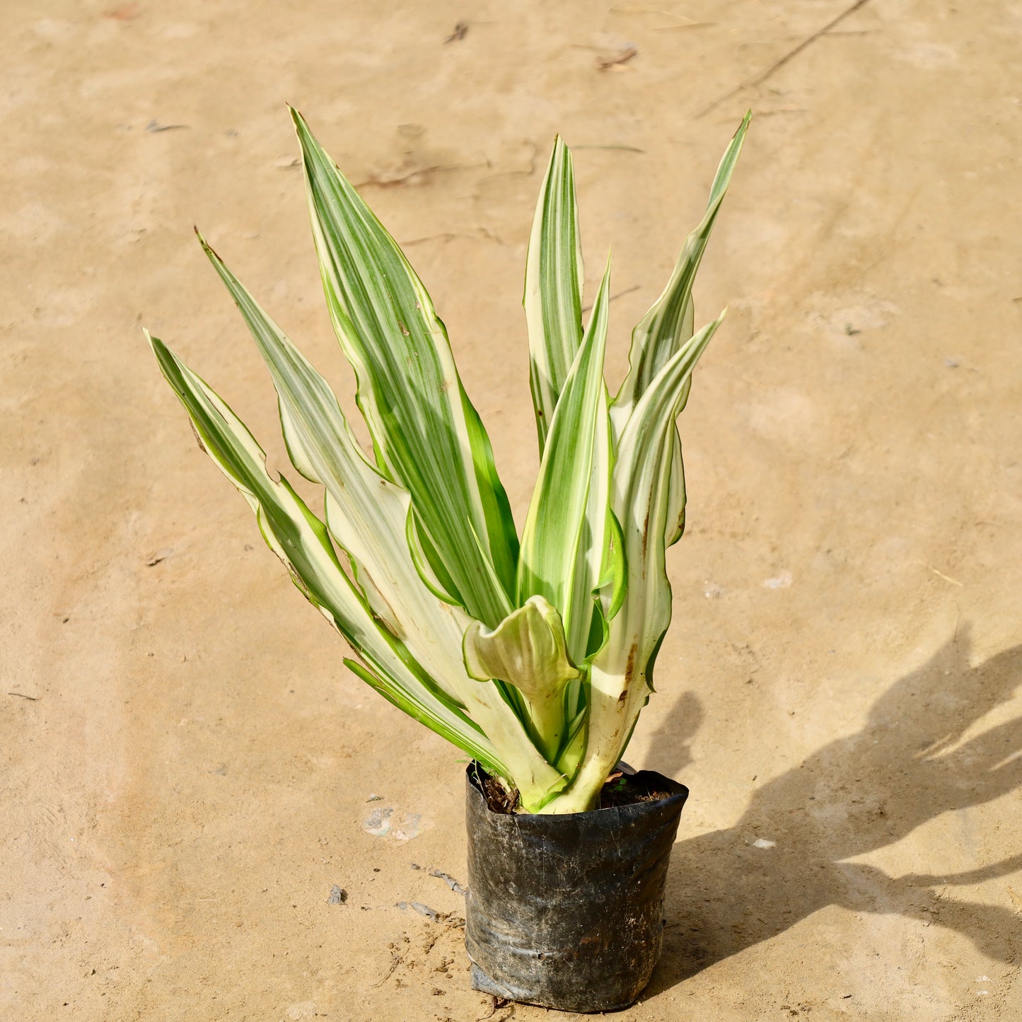 Furcaria varieagated | 8 inch nursery bag