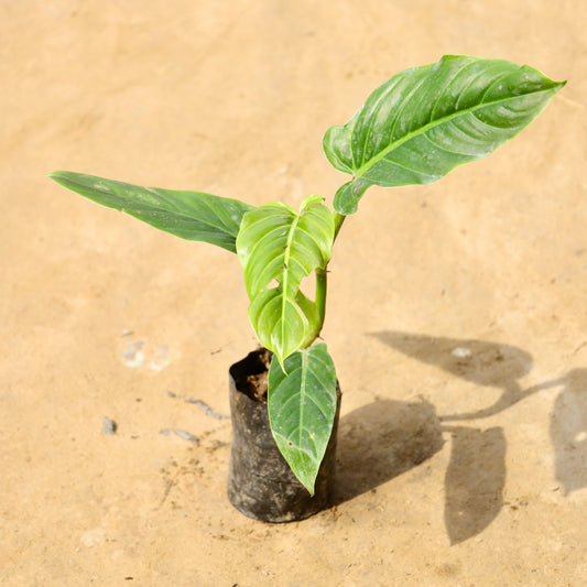 Philodendron Erubescens | 4 inch nursery bag