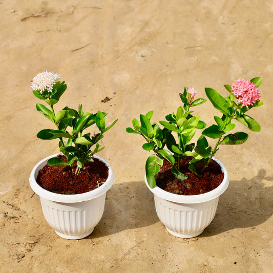 Set of 2 ixora dwarf white and pink | 8 inch white olive pot