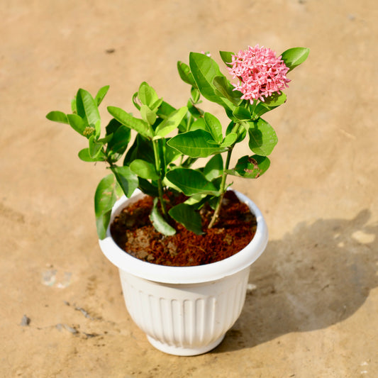 Ixora dwarf pink | 8 inch white olive pot