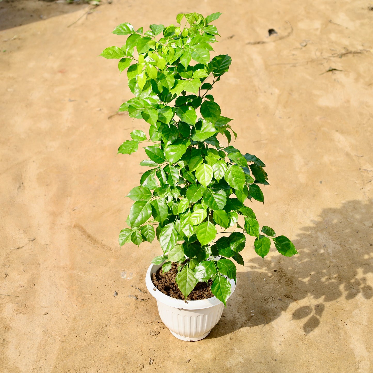 China doll / Radermachera | 8 inch white olive pot