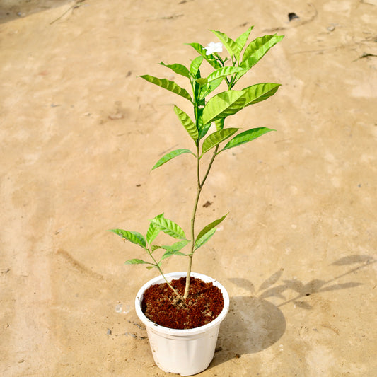 Double chandni | 6 inch white nursery pot