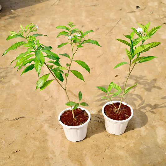 Set of 2 Chandni Double and desi | 6 inch white nursery pot