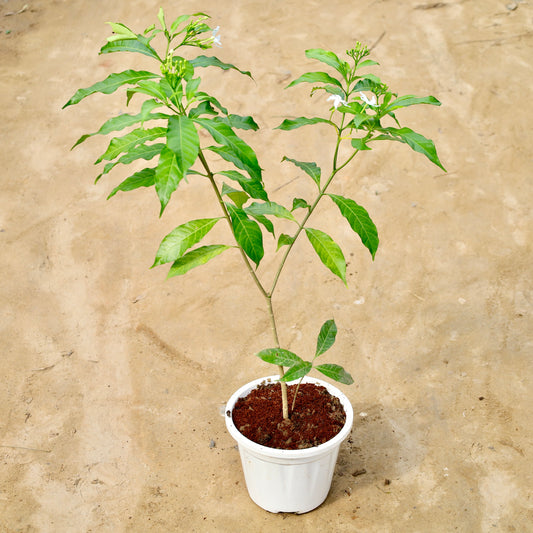 Desi chandni | 6 inch white nursery pot