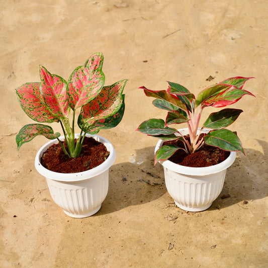 Set of 2 Aglaonema Red beauty  and Lipstick | 8 inch white olive pot