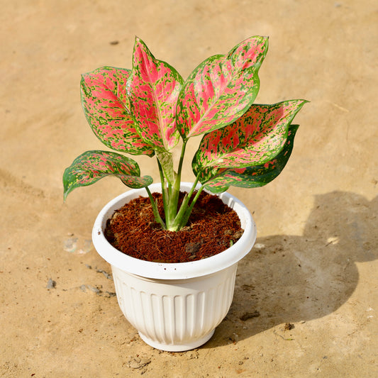 Aglaonema Red beauty | 8 inch white olive pot