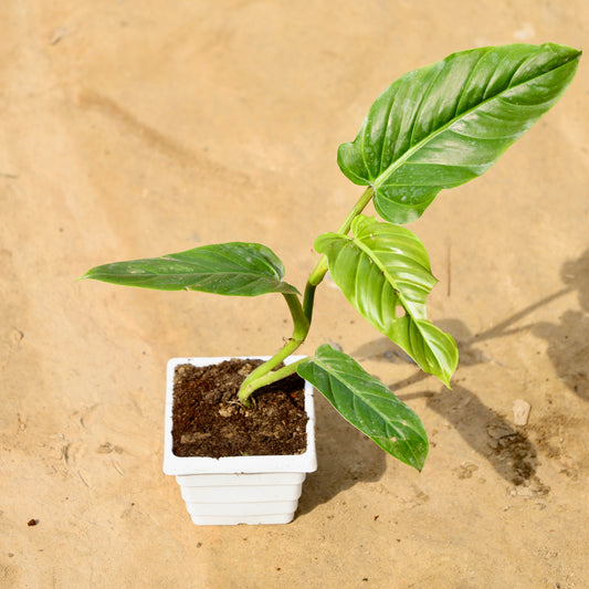 Philodendron Erubescens | 4 inch white orchid square pot