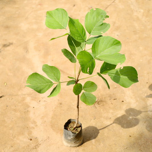 Palash / Sacred Plant | 6 inch nursery bag