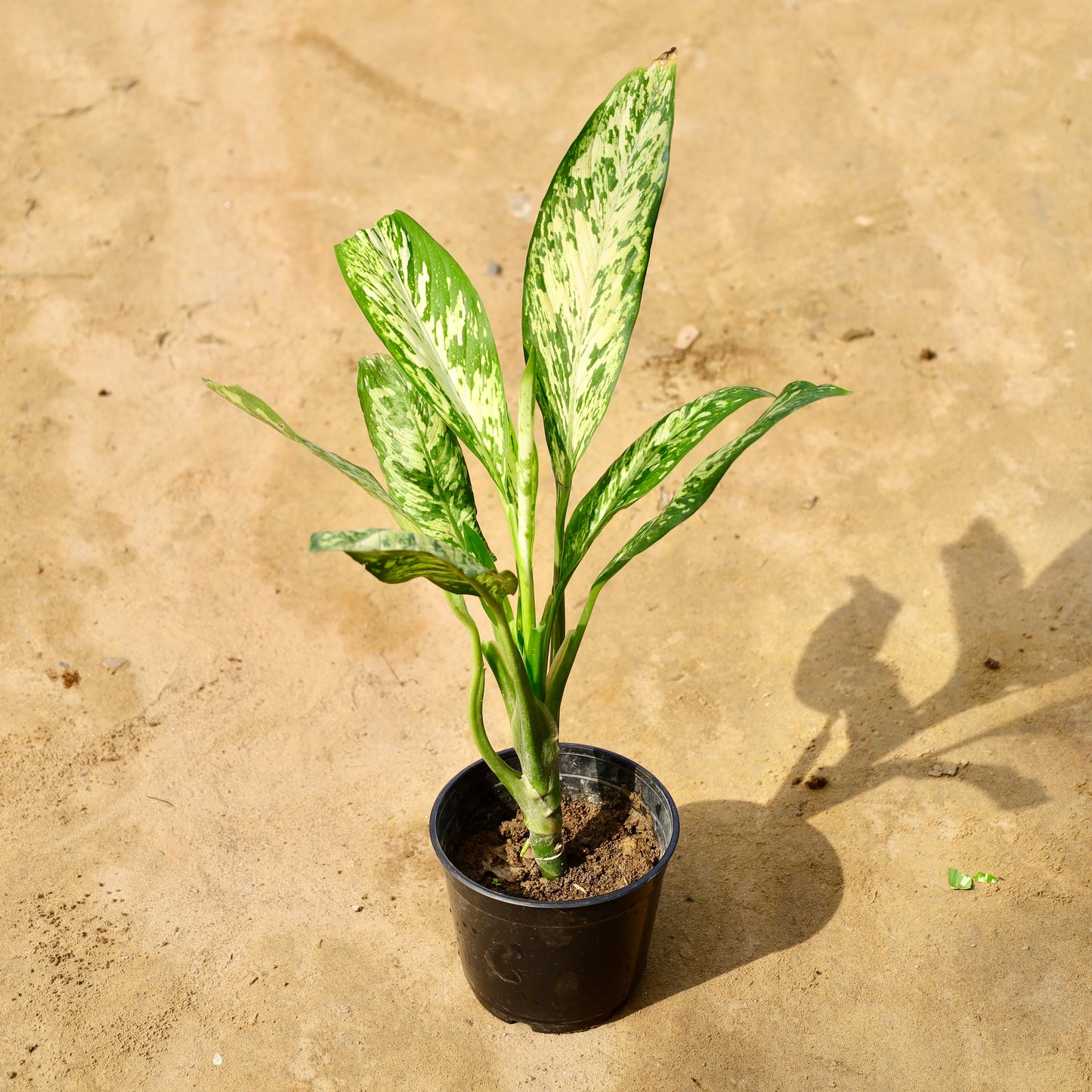 Dieffenbachia vesuvius | 6 inch nursery pot