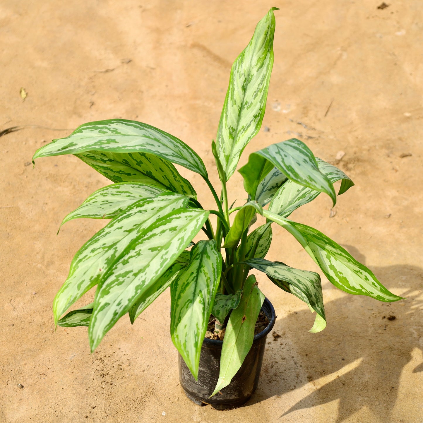 Aglaonema chinese evergreen | 6 inch nursery pot