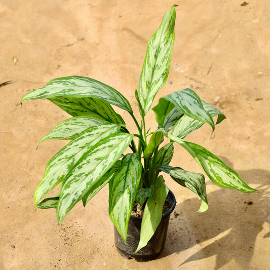 Aglaonema chinese evergreen | 6 inch nursery pot