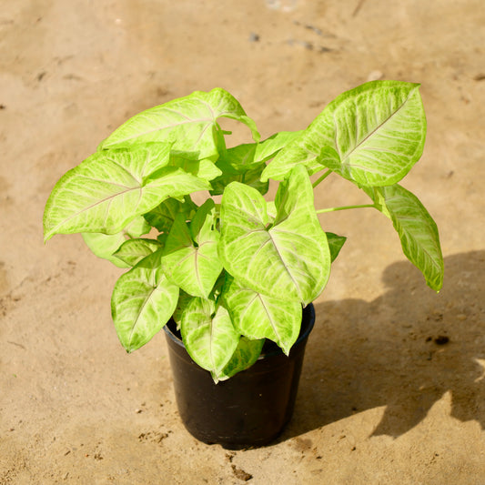 Syngonium Golden | 6 inch nursery pot