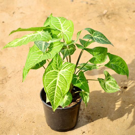 Syngonium Light Green (~1 ft) | 6 inch nursery pot