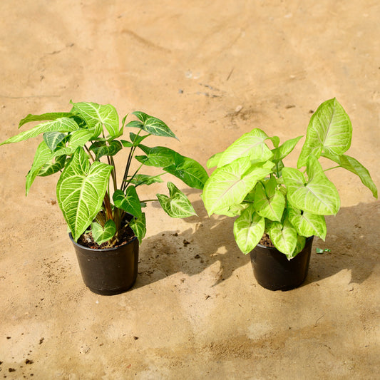 Set of 2 syngonium Light Green and Golden | 6 inch nursery pot
