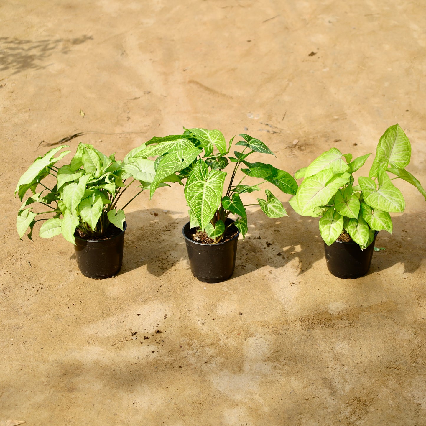 Set of 3 Syngonium White, Light green and golden | 6 inch nursery pot