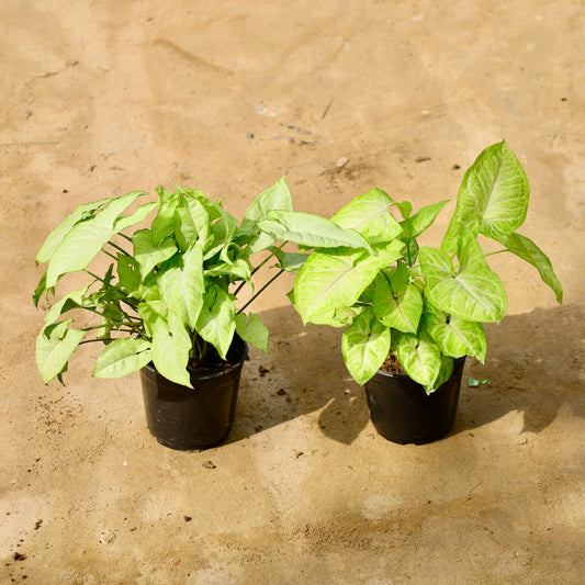 Set of 2 syngonium white and Golden | 6 inch nursery pot