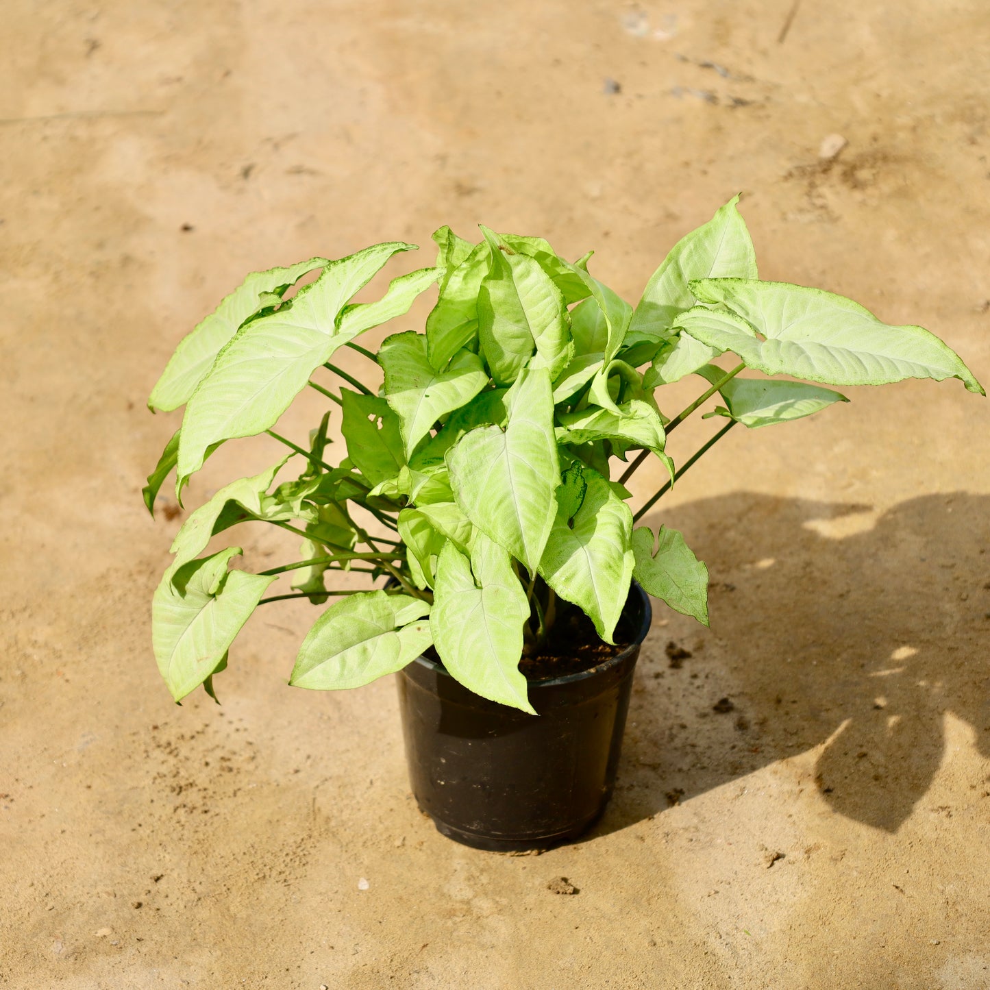 Syngonium white | 6 inch nursery pot