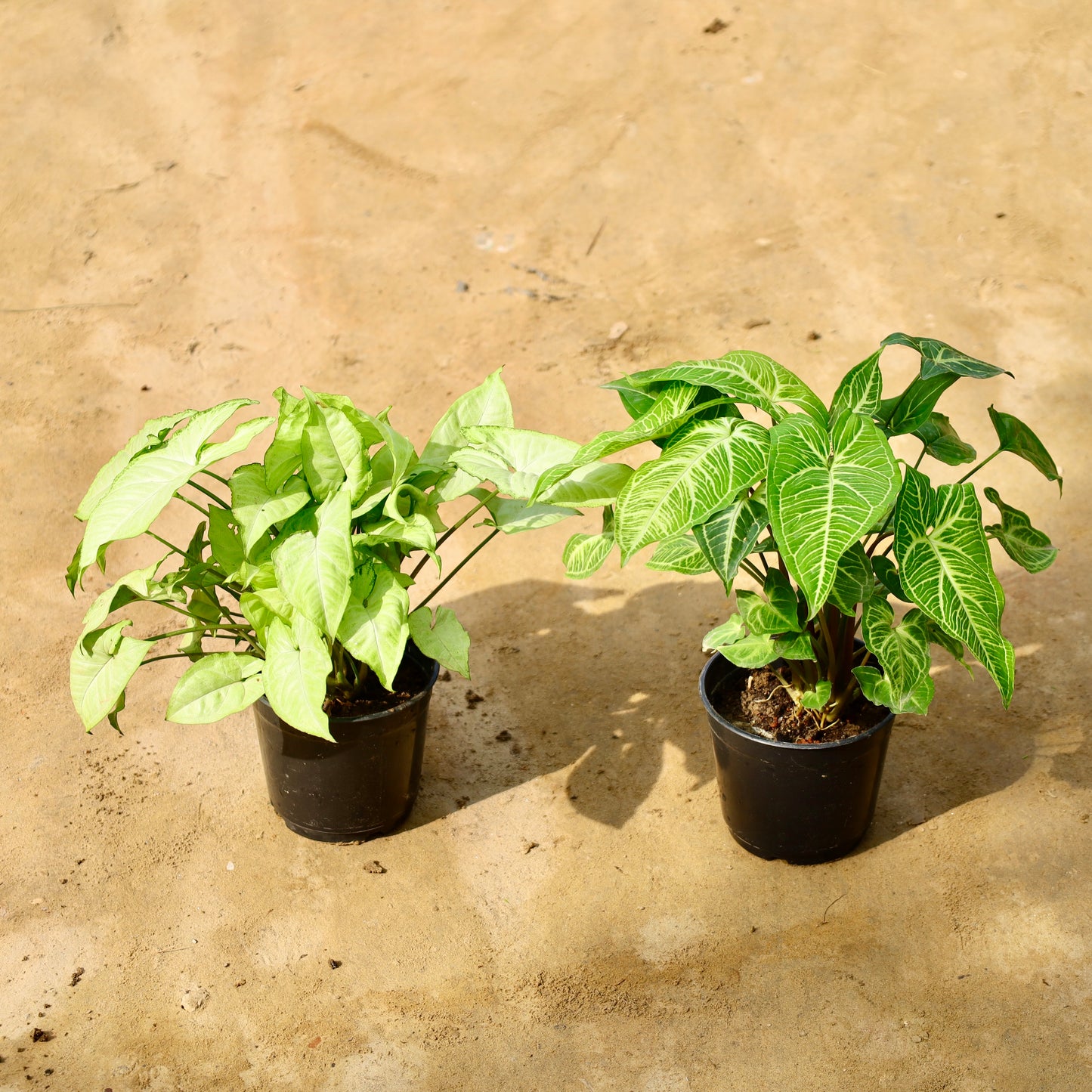 Set of 2 syngonium white and Light green | 6 inch nursery pot