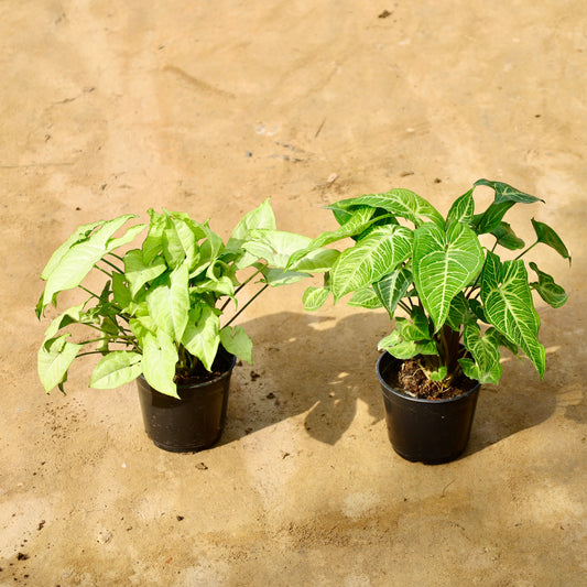 Set of 2 syngonium white and Light green | 6 inch nursery pot