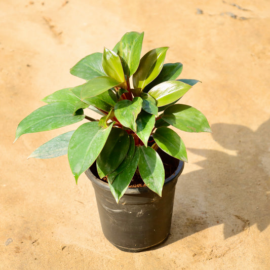 Philedendron Black In 6 inch nursery pot