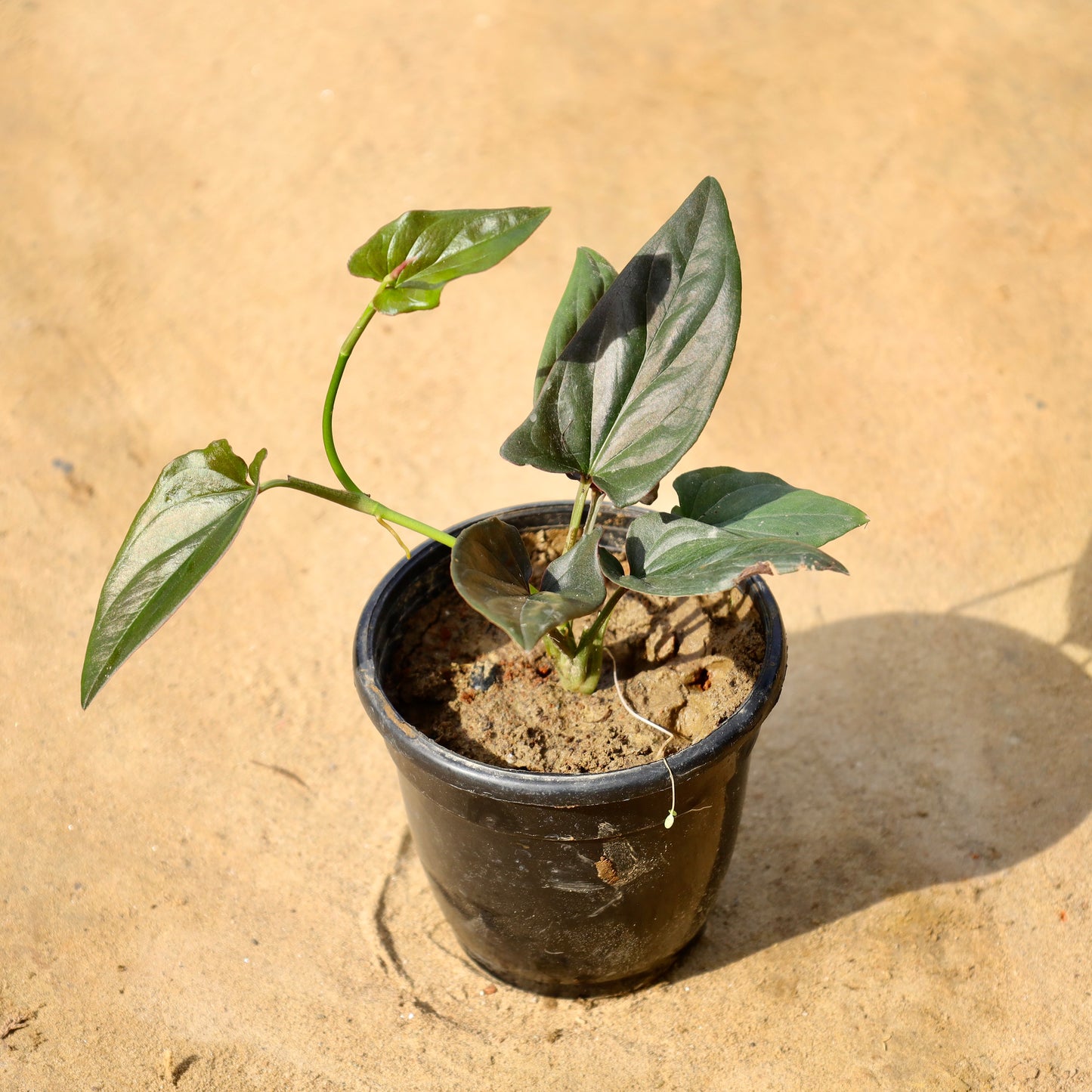 Money plant Black | 4 inch nursery pot