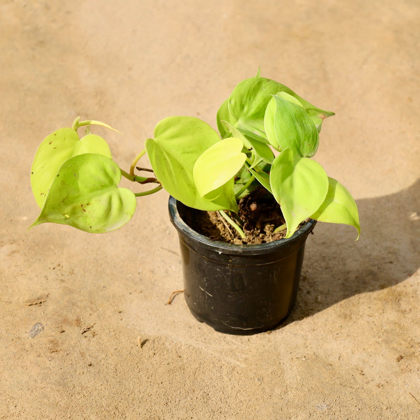 Oxycardium Golden | 4 inch nursery pot