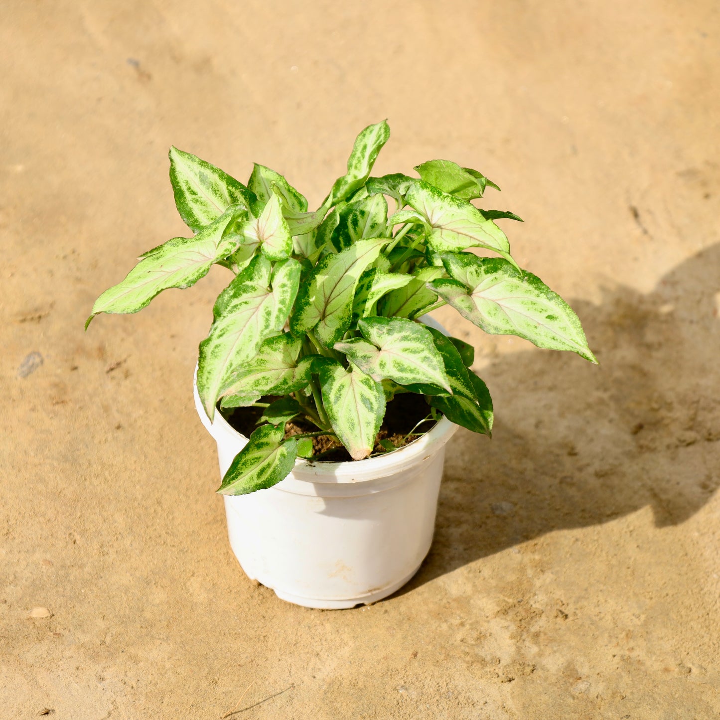 Syngonium Yammi | 4 inch nursery pot