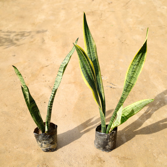 Set of 2 snake Green and yellow long | 4 inch nursery bag