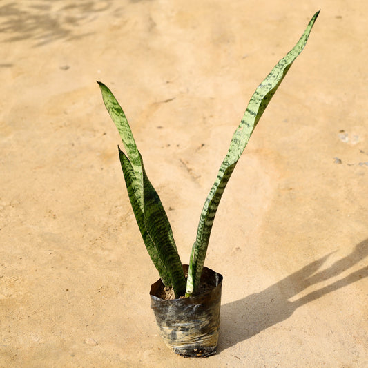 Buy Snake Green long | 4 Inch Plant nursery bag โ Outdoor plant online at Limkrt India
