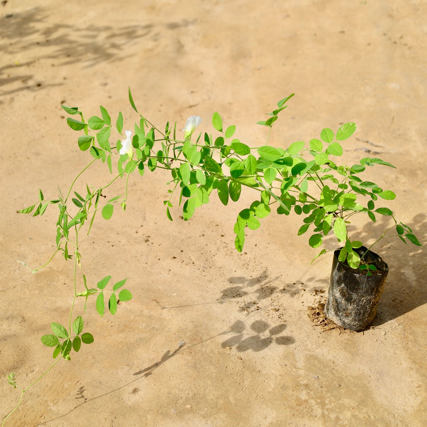 Aparajita / Asian pigeonwings white | 4 inch nursery bag