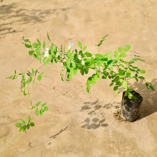 Aparajita / Asian pigeonwings white | 4 inch nursery bag