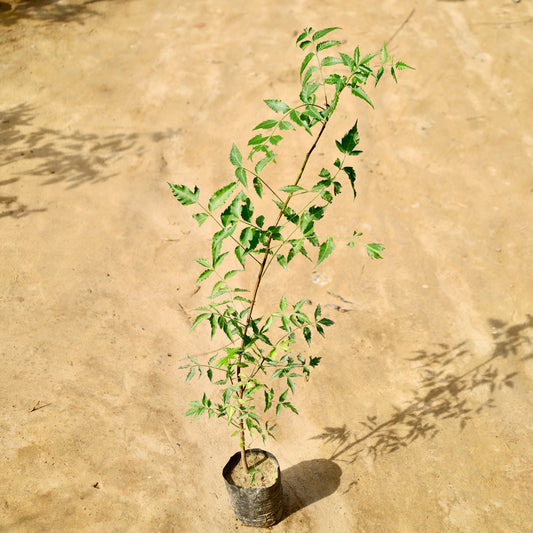 Buy Neem Plant Desi (~2-3 ft) | 4 Inch Plant nursery bag โ Outdoor plant online at Limkrt India