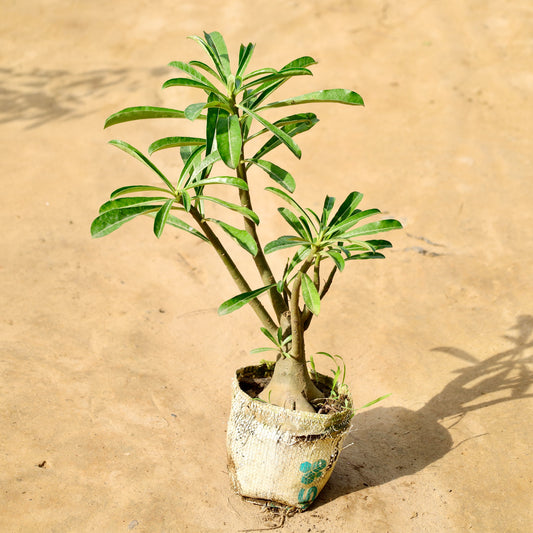 Adenium Pink | 5 inch Nursery Bag
