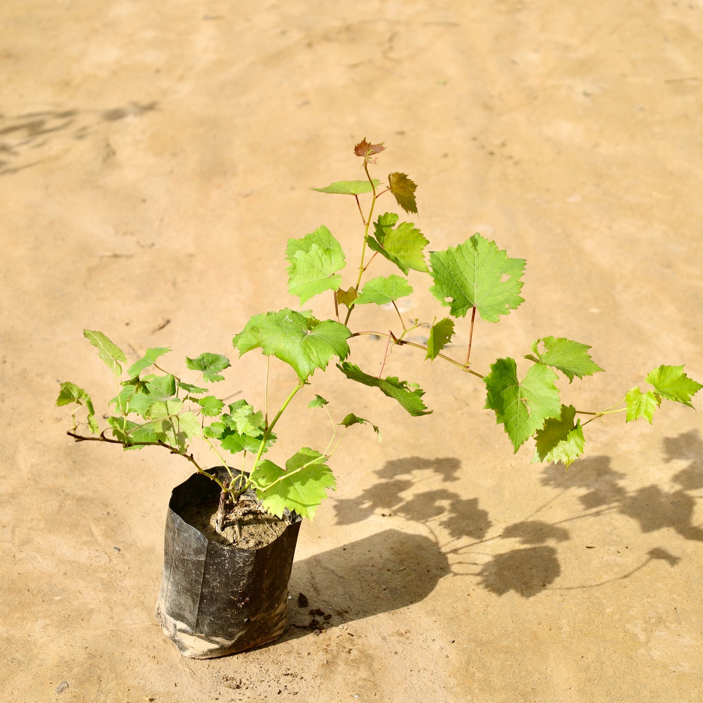 Grapes / Angoor Bel | 5 inch nursery bag