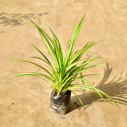 Pandanus / Golden spider | 4 inch nursery bag