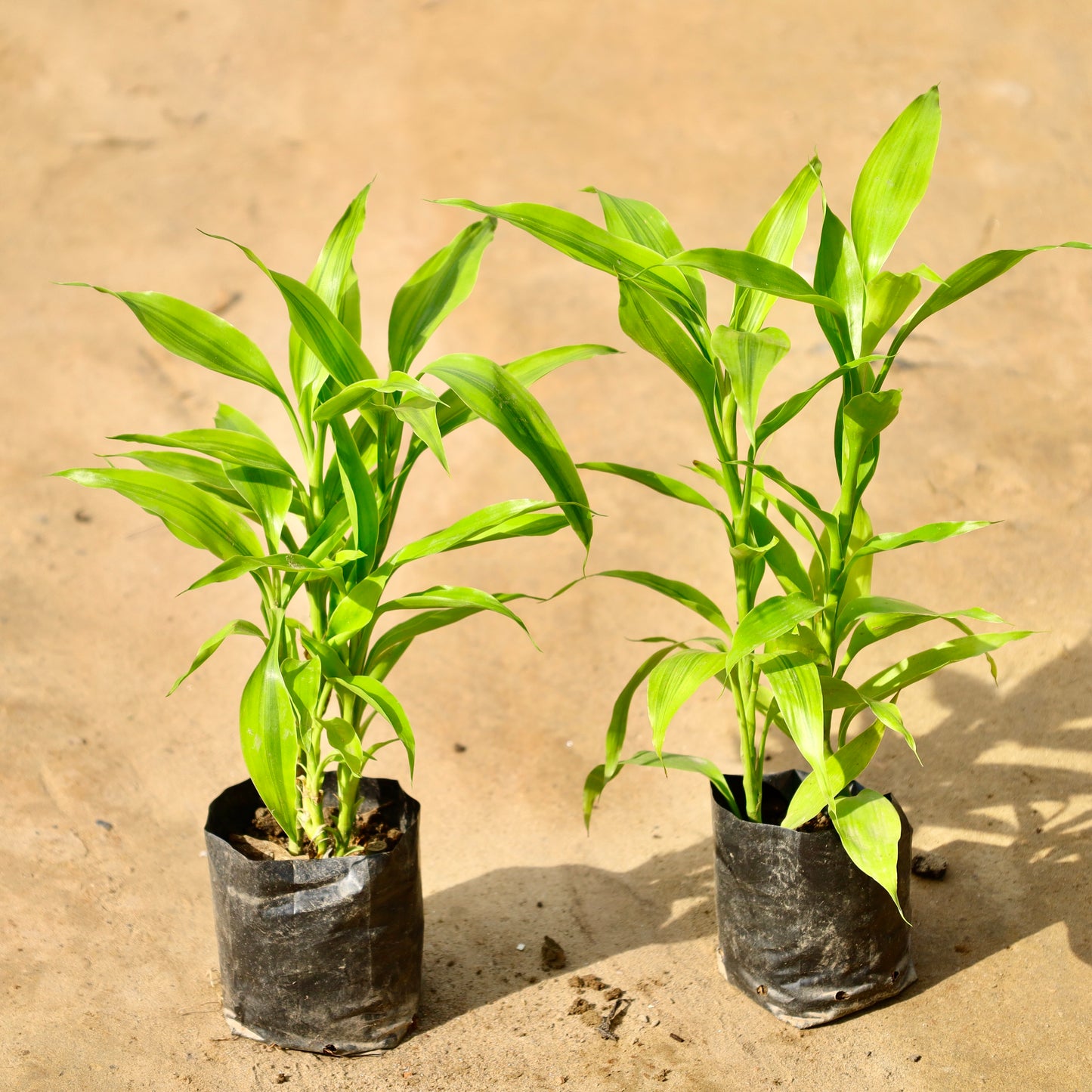 Set of 2 Golden Lucky bamboo | 4 inch nursery bag