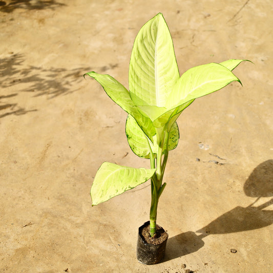 Aglaonema Coffee Gold | 5 inch nursery bag
