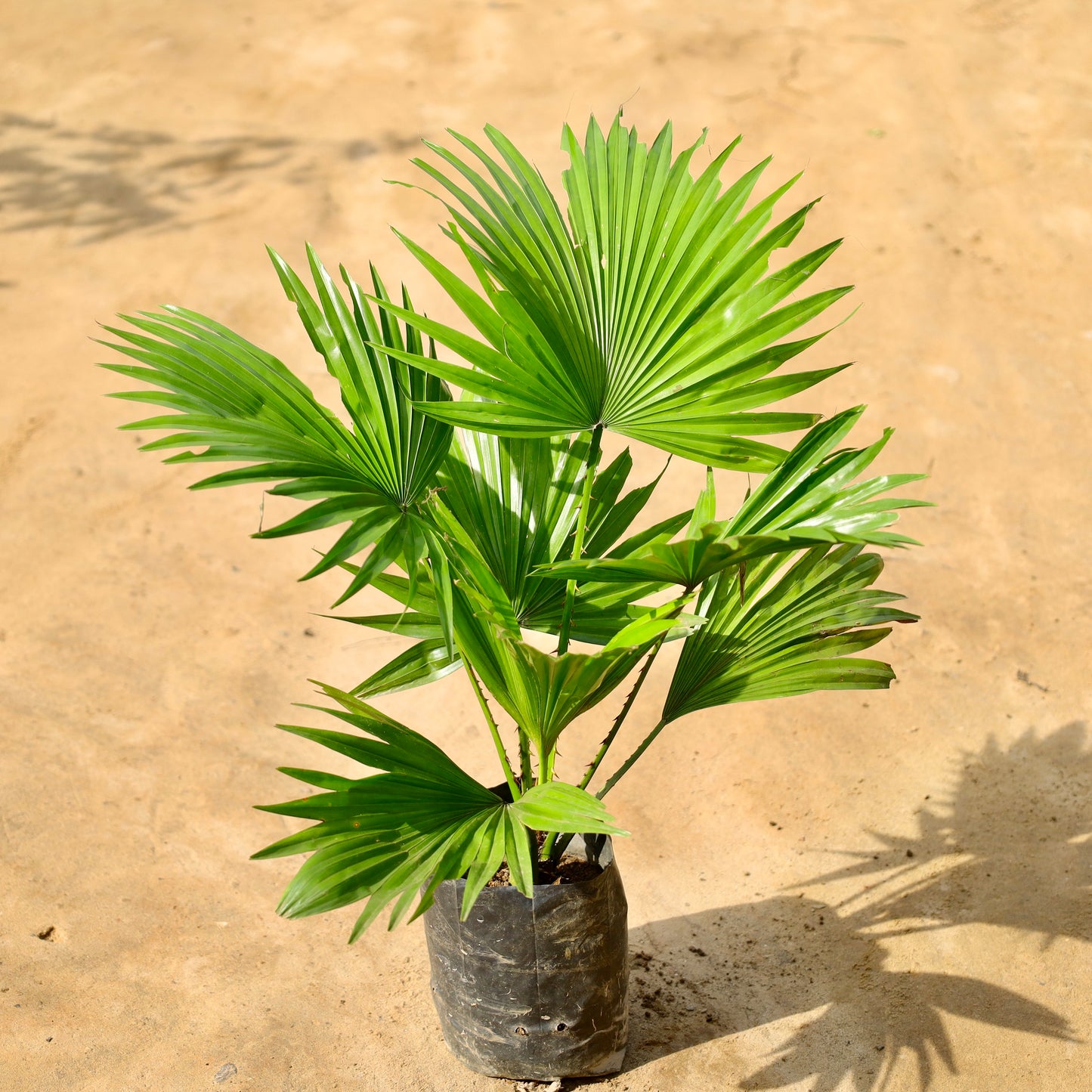 China Palm/ Fan palm | 4 inch nursery bag