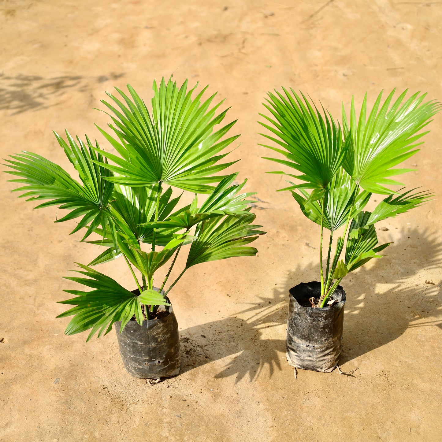 Set of 2 China Palm/ Fan palm | 4 inch nursery bag