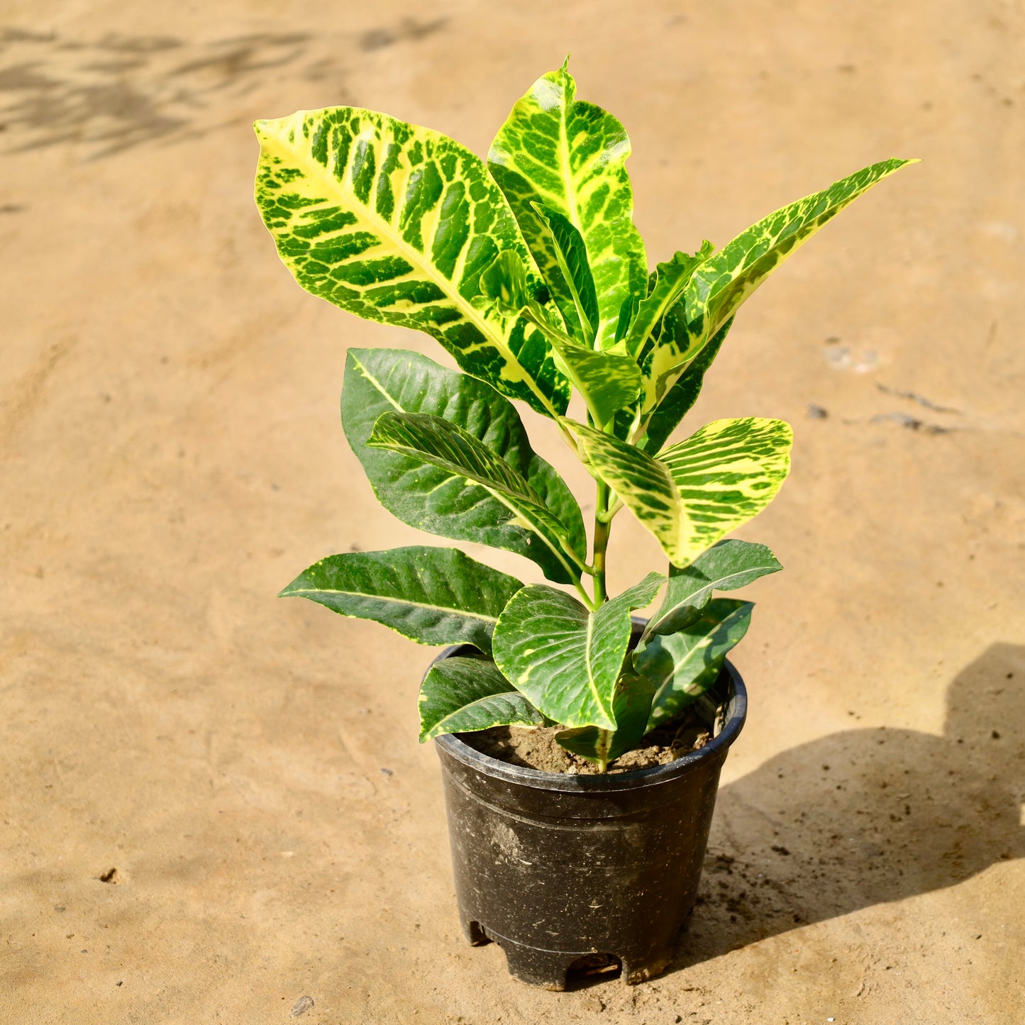 Croton Petra | 6 inch nursery pot