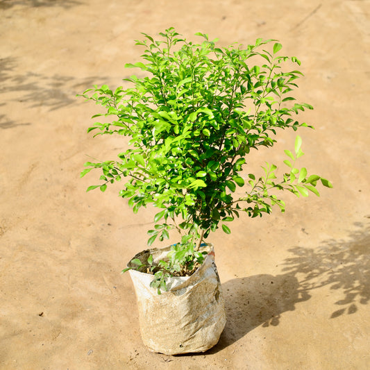 Madhu kamini Dwarf murraiya | 8 inch nursery bag