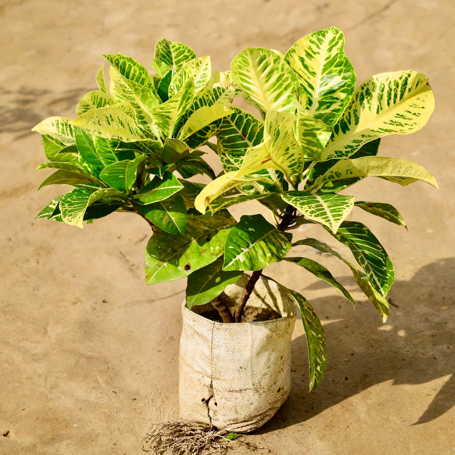 Croton Petra (Any Colour) 8 inch nursery bag