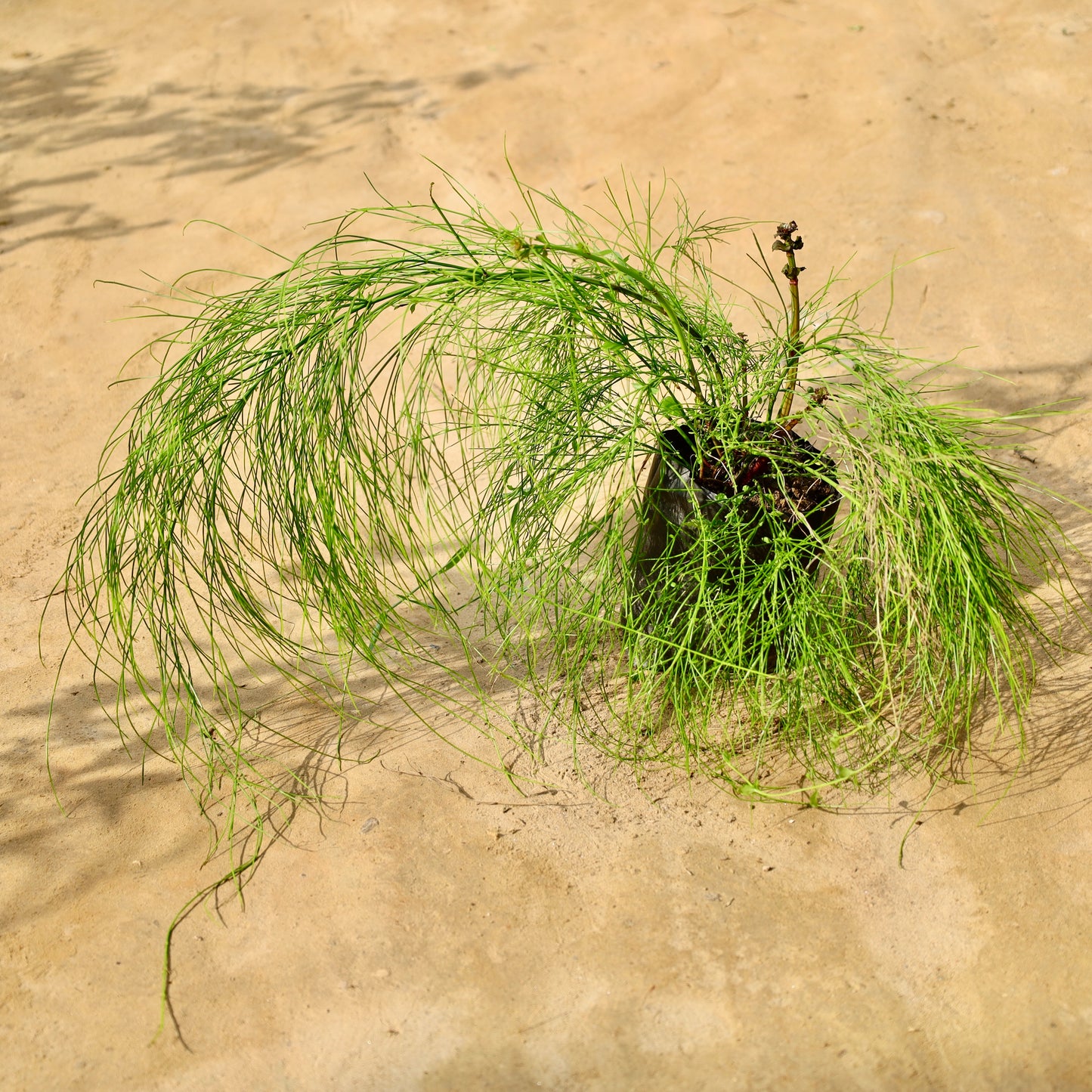 Russelia firecracker plant | 4 inch nursery bag