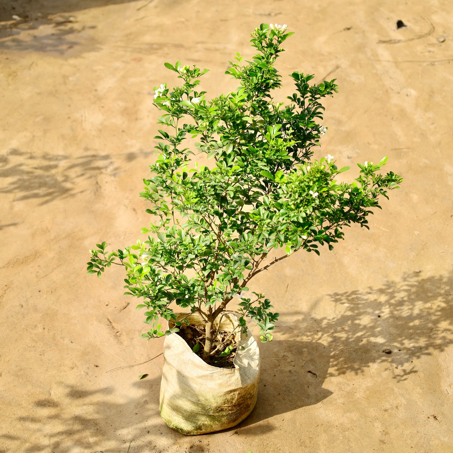 Madhu kamini Dwarf murraiya | 10 inch nursery bag