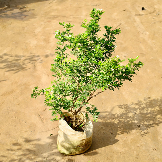 Madhu kamini Dwarf murraiya | 10 inch nursery bag