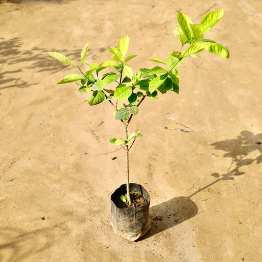 Gardenia / Gandhraj | 6 inch nursery bag