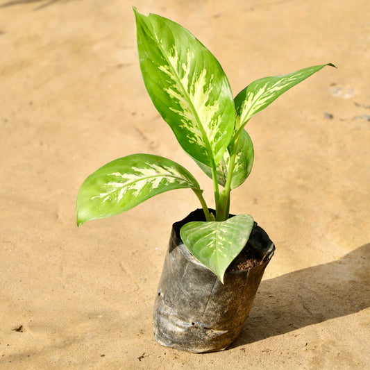 Dieffenbachia | 4 inch nursery bag