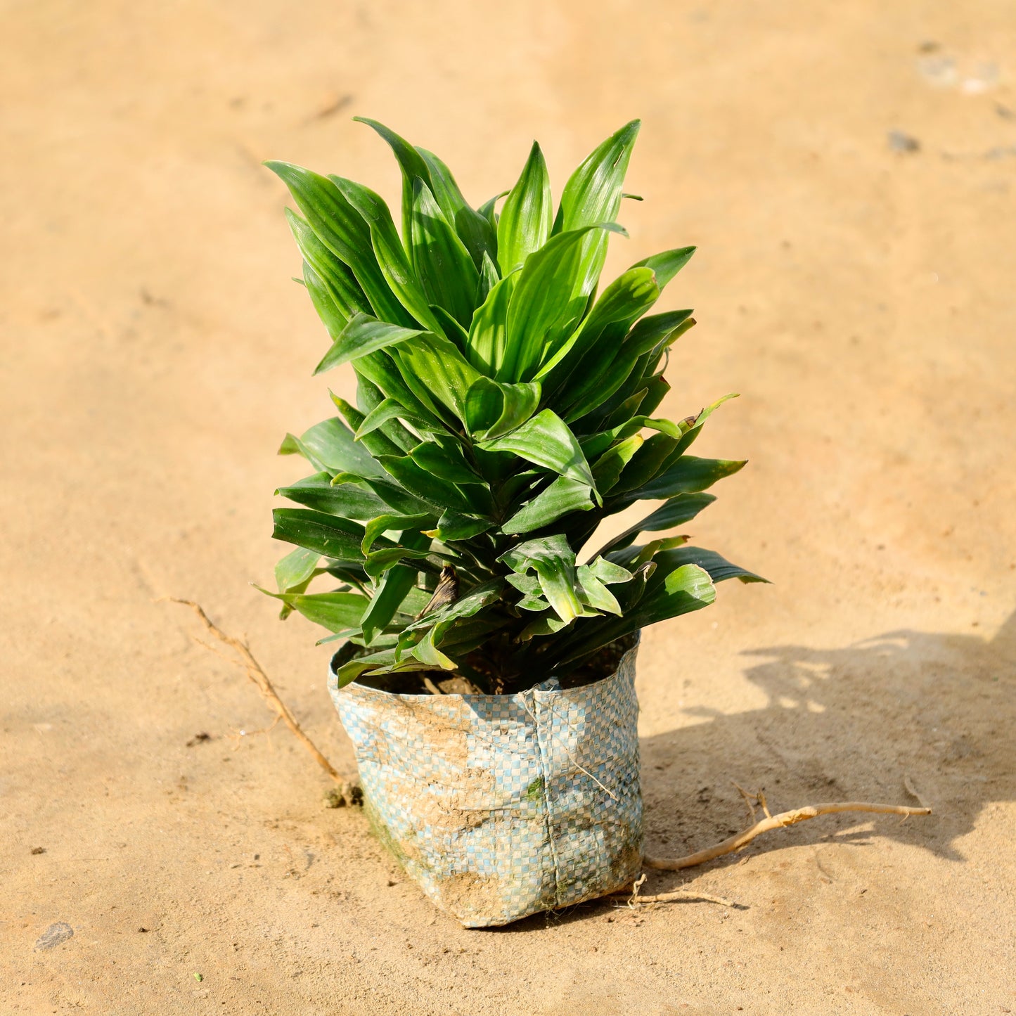 Dracaena compacta | 4 inch nursery bag